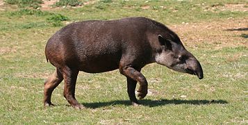 Le Tapir du Brésil