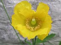 Welsh poppy