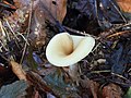 Tweekleurige trechterzwam, Clitocybe metachroa.