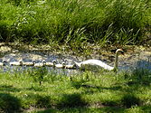 Zwanen met jongen, Nederland, 2009