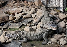 Kiniškasis aligatorius (Alligator sinensis)