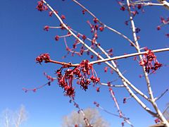 2013-04-18 15 19 21 Freeman's Maple flowering in Elko, Nevada.JPG