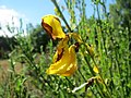 Besenginster Cytisus scoparius