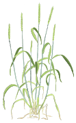 202404 9-Tr.aestivum-growth.svg