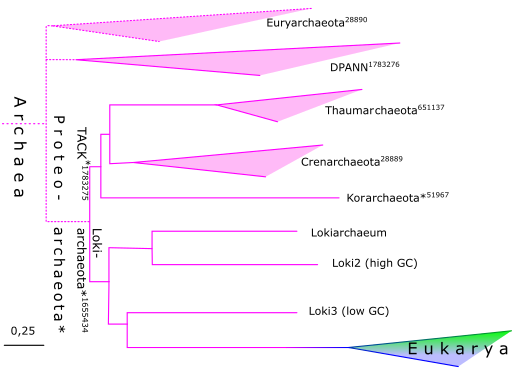 Èrbo evolutîvo di Archaea.