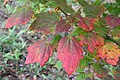 Feuilles de l'Acer spicatum en automne, Arboretum R. Lenoir à Rendeux Belgique.