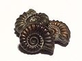 ammonite ฟอสซิลจำนวน 3 ชิ้น, แต่ละชิ้นความกว้างประมาณ 1.5 ซม.