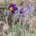 Anémone pulsatille de Coste (Pulsatilla vulgaris var. costeana), endémique des Grands Causses.