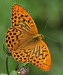 Argynnis paphia