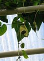 Flowerbud of Aristolochia grandiflora (Aristolochiaceae) at Jena Botanical Garden, Germany