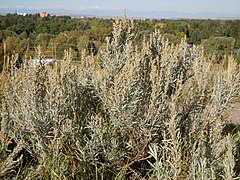 Artemisia cana (5017821497).jpg