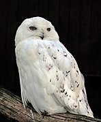 Bubo scandiacus (Linnaeus, 1758) Male