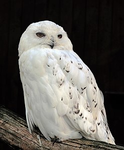 Snowy owl, by Michael Gäbler