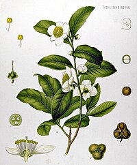 Camellia sinensis (L.) Kuntze var. sinensis