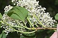 Ceanothus sanguineus