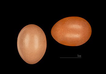 Un œuf de bouscarle de Cetti, issu de la collection du père René de Naurois. (définition réelle 4 162 × 2 903)