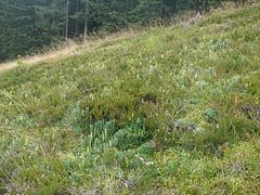 Widlicz alpejski na alpejskiej murawie.