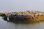 A very small grassy island cramped with white, long-beaked pelicans.