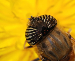Female hoverfly (Eristalinus taeniops)