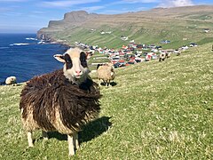 Sauer på beite ved Sumba.