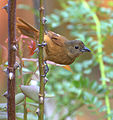 Female