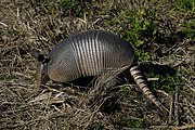 Nine-banded armadillo