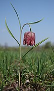 Fritillaria meleagris LJ barje.jpg