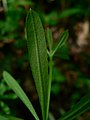 Galium aparine