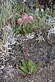 Geum triflorum