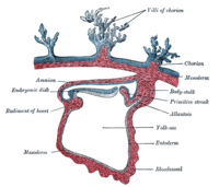 Doorsnede van de foetus