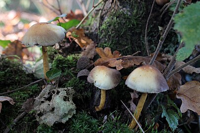 Onbekende paddenstoel in de Kampina (1 november)