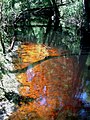 A blackwater stream in Leon County, Florida.