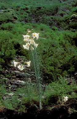 Vildväxande i Wolong, Sichuan, Kina.