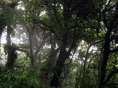 Bosque nuboso Monteverde