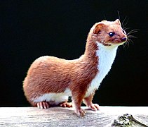 Photographie de profil d’une belette rousse.