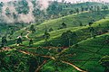 Nuwara-Eliya