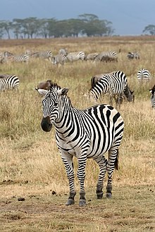 A herd o plains zebra ("Equus quagga")