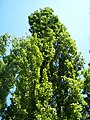 Black Poplar