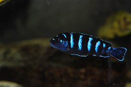 Demasoni