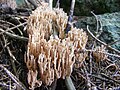 !!Ramaria formosa!!