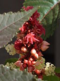 Thumbnail for File:Ricinus communis.jpg