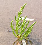 Salicornia europaea