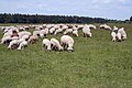 Schafe auf der Panzerwiese in München