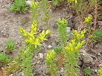 Sedum stenopetalum