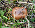 Suillus luteus