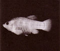 Cyprinodon nevadensis calidae