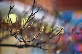 Tree branches with colorful background (51307526484).jpg