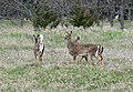 White-Tailed Deer (Odocoileus virginianus), at Chalco Hills Recreation Area