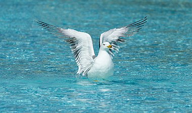 Yellow-legged gull, outside L'Hemisfèric