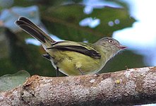 Red-billed tyrannulet